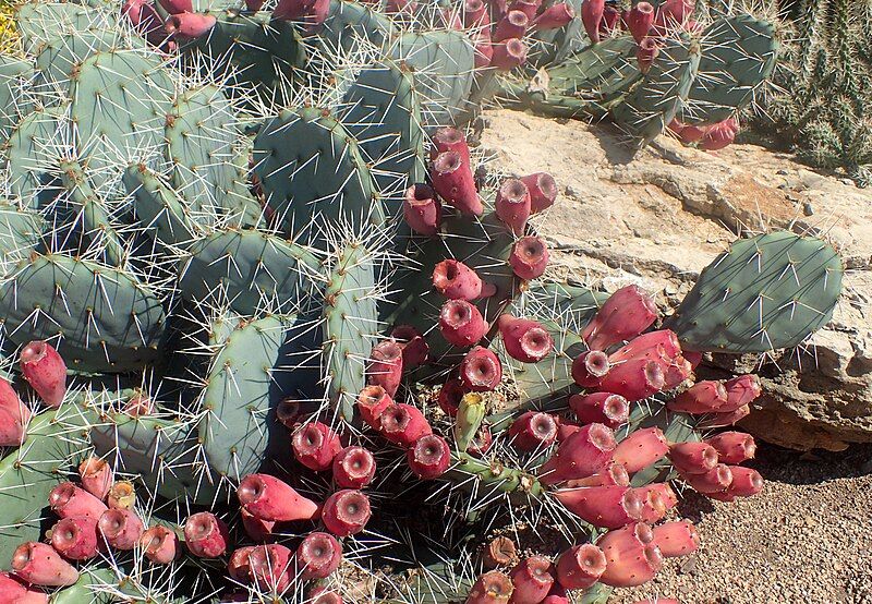 File:Opuntia phaeacantha kz2.jpg