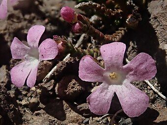 Close up of flowers