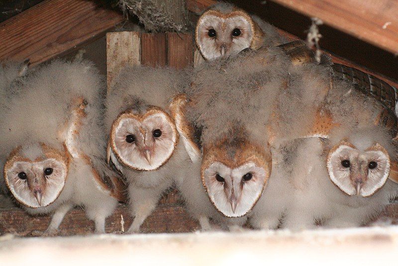 File:Owlets.jpg