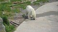 Polar Bear, Parc Aquarium Du Quebec