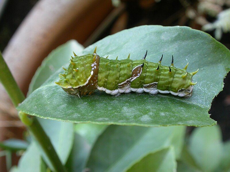 File:Papilio aegeus.jpg