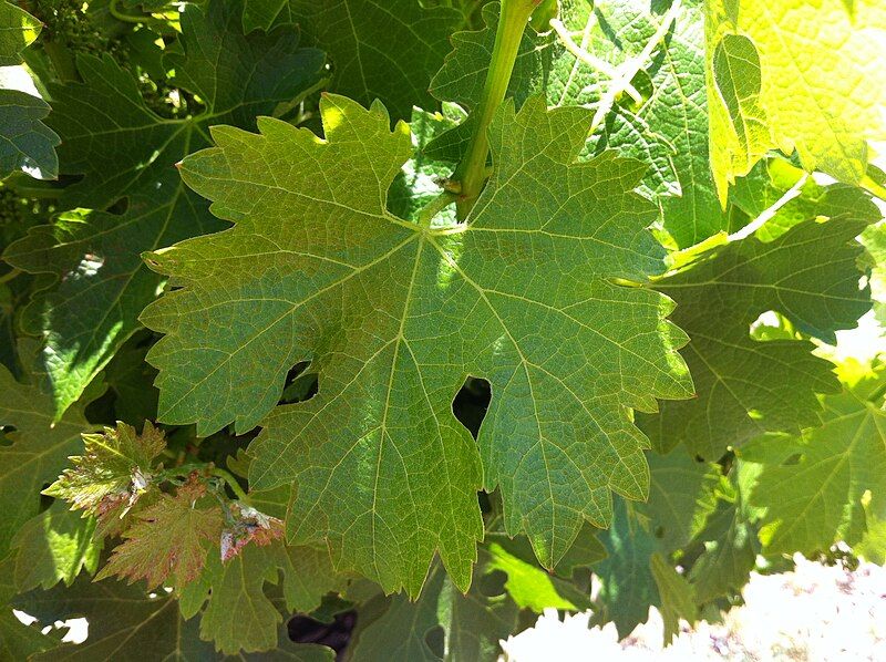 File:Petite Sirah leaf.jpg