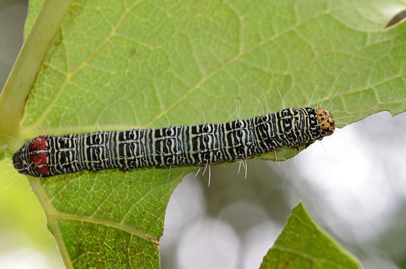 File:Phalaenoides glyciae caterpillar.jpg