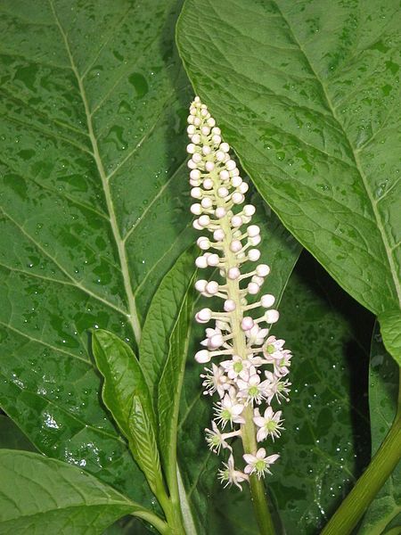 File:Phytolacca acinosa003.jpg