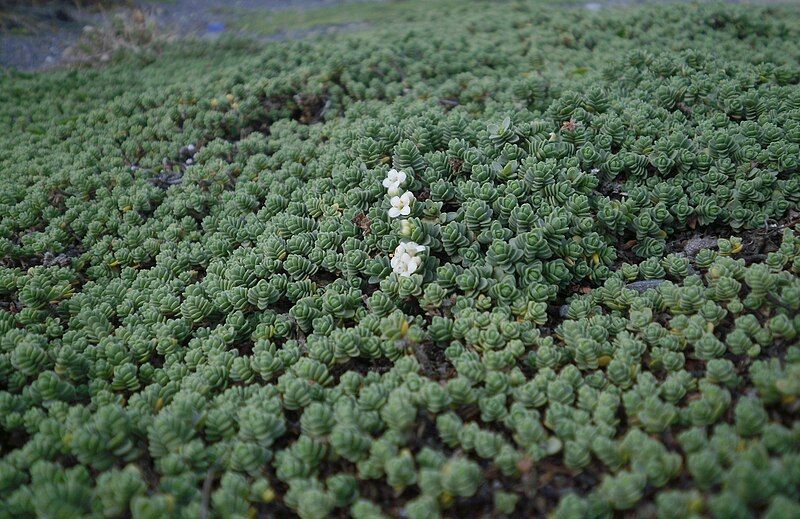 File:Pimelea urvilleana 12.JPG