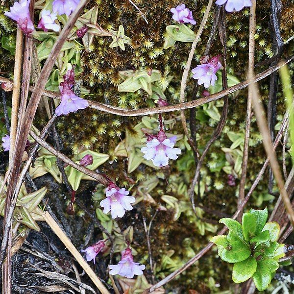 File:Pinguicula calyptrata.jpg