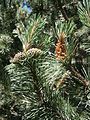 Pinus mugo subsp. uncinata