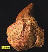 Crinoid calyx from the lower Carboniferous of Ohio with a conical platyceratid gastropod (Palaeocapulus acutirostre) attached