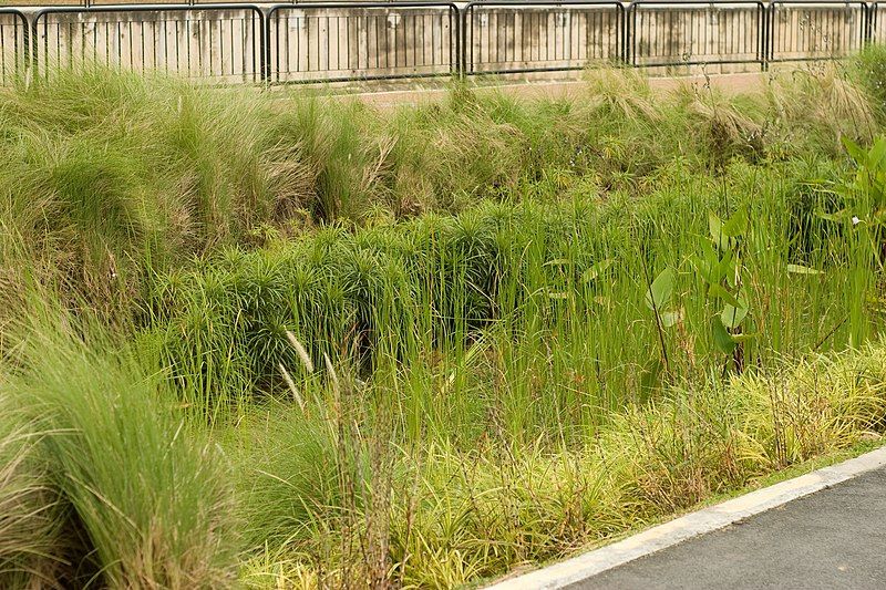 File:Rain garden overview.jpg