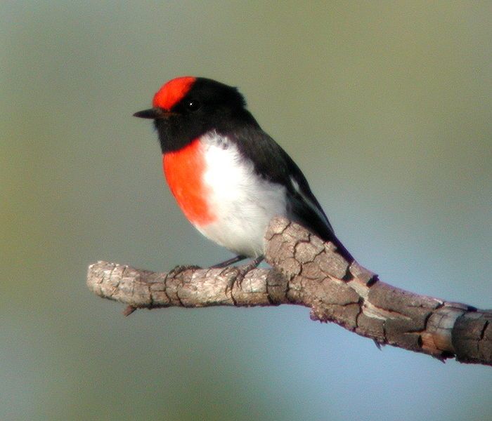 File:Red-capped Robin mulgaview.JPG