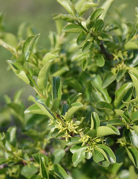 File:Rhamnus intermedius 1.jpg