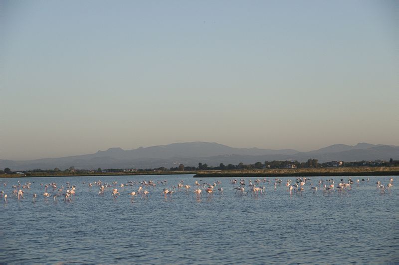 File:Saline di cervia.jpg