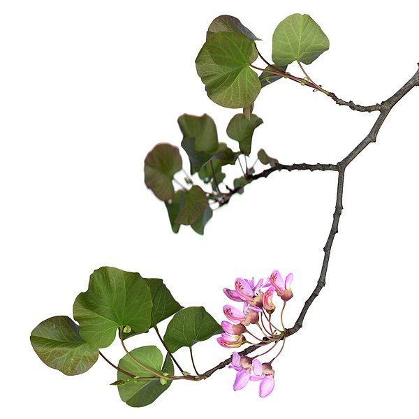 File:Scanograph Cercis siliquastrum.jpg