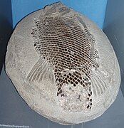 Fossil of a primitive rayfin with ganoid scales