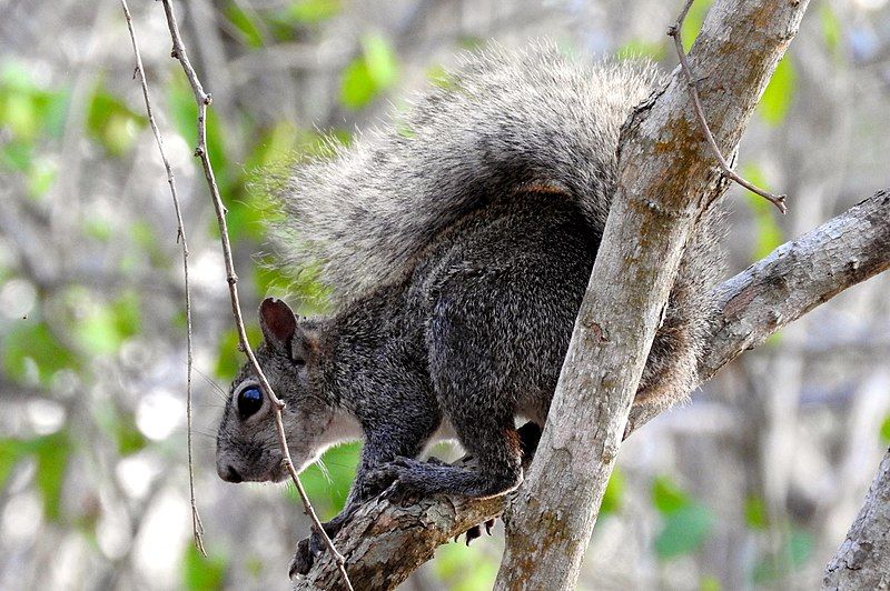 File:Sciurus colliaei 4164028.jpg