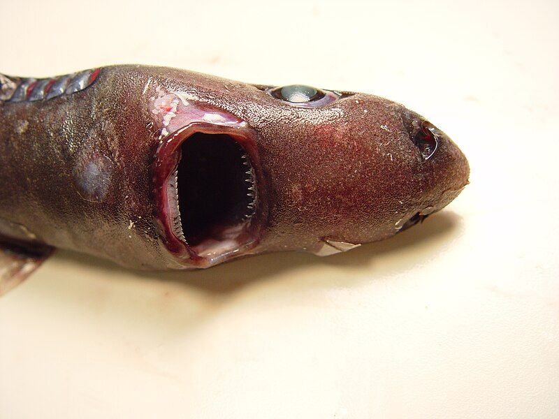 File:Smooth lanternshark nmfs3.jpg