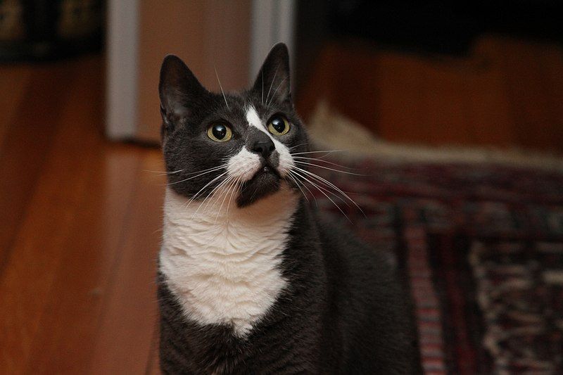 File:Sockington 002.jpg