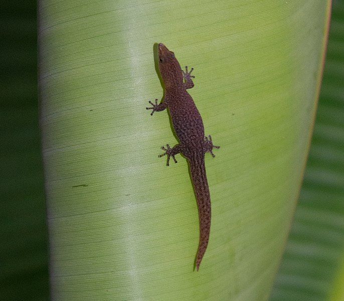 File:Sphaerodactylus argivus 72874638.jpg