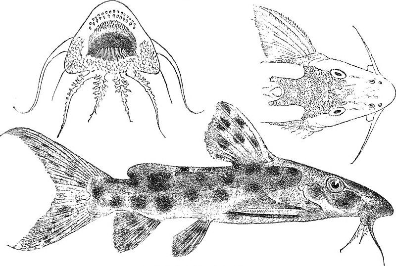 File:Synodontis longirostris.jpg