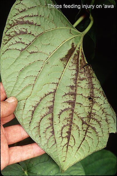 File:Thrips on awa.jpg