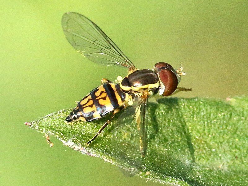 File:Toxomerus geminatus-female.jpg