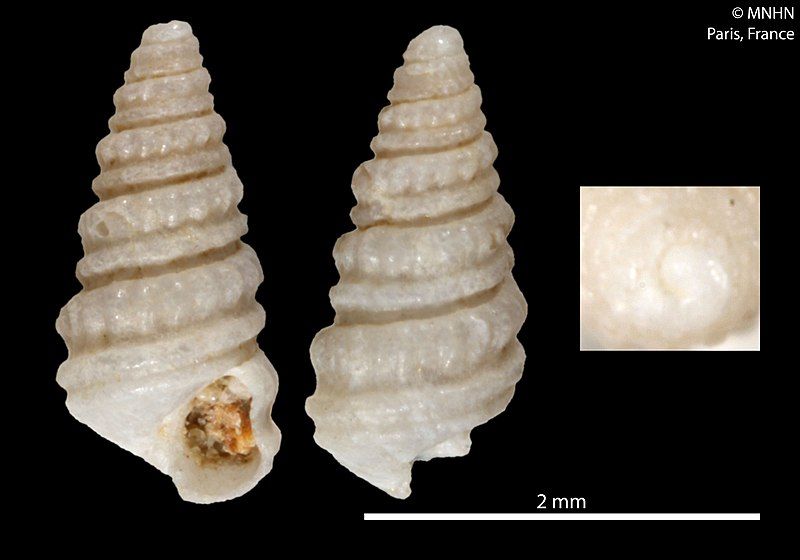 File:Triptychus litosbathron (MNHN-IM-2010-8771).jpeg