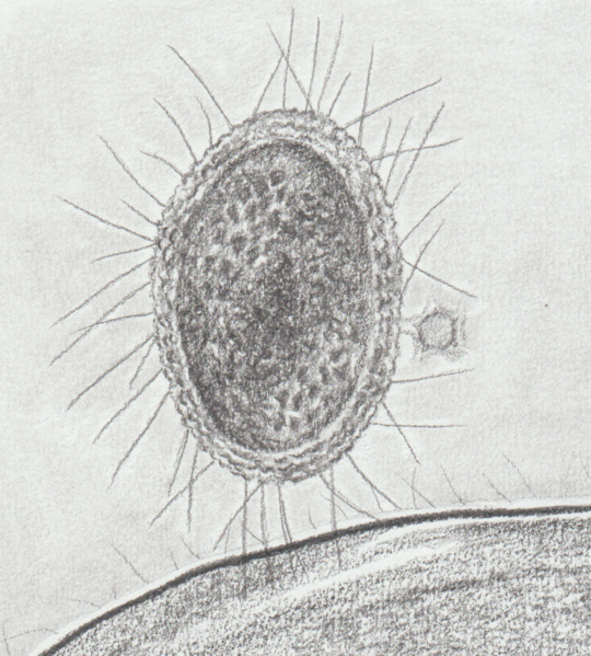 File:Ultra-small bacteria.png