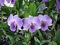 Dendrobium cultivar close-up