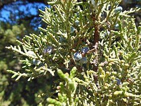 Leaves and cones