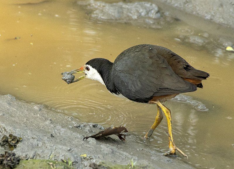 File:White-breasted Waterhen AMSM4814.jpg