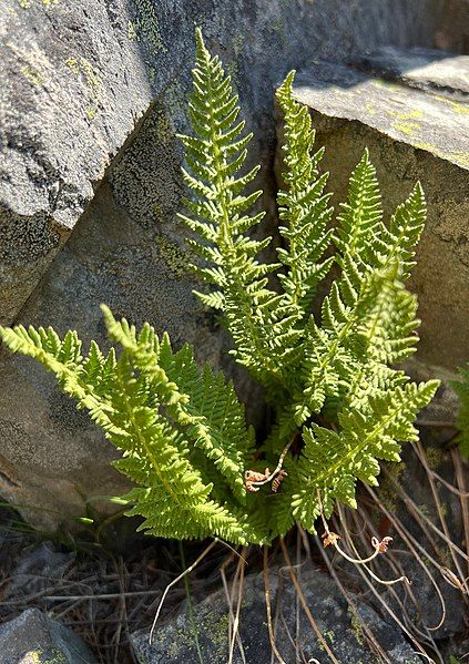 File:Woodsia scopulina JHT2.jpg