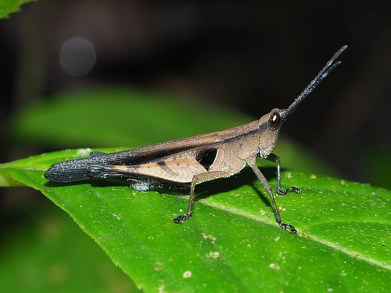 File:Xiphiola cyanoptera.jpg