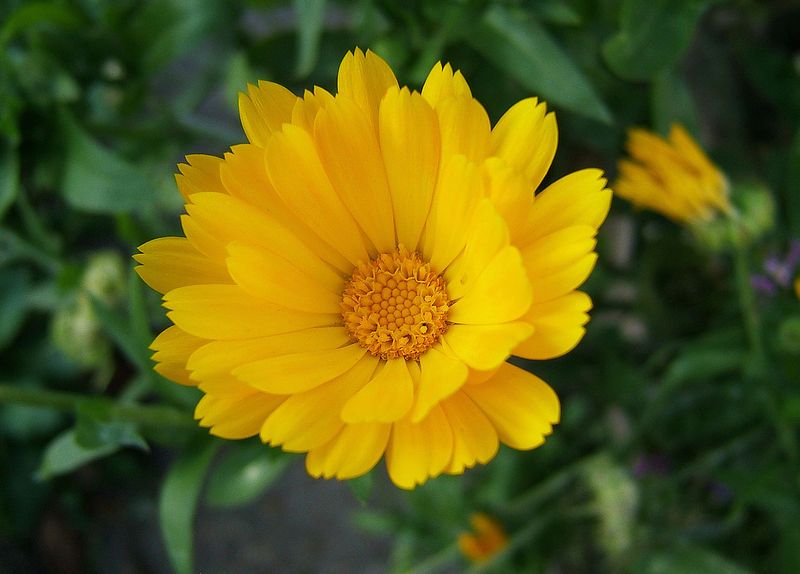 File:2006-10-22Calendula05-02.jpg