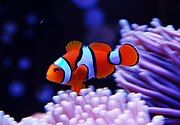 The genetically related A. percula (clownfish)