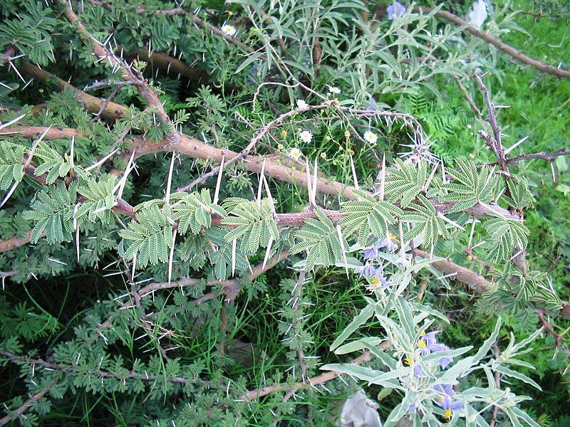 File:Acacia-schaffneri-thorns.jpg