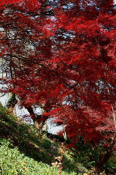 File:Acer palmatum img.jpg