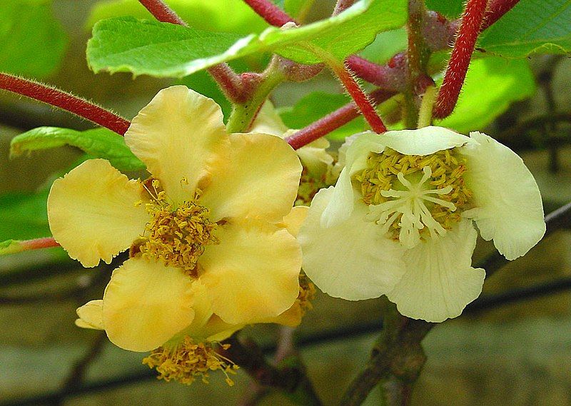 File:Actinidia chinensis A.jpg