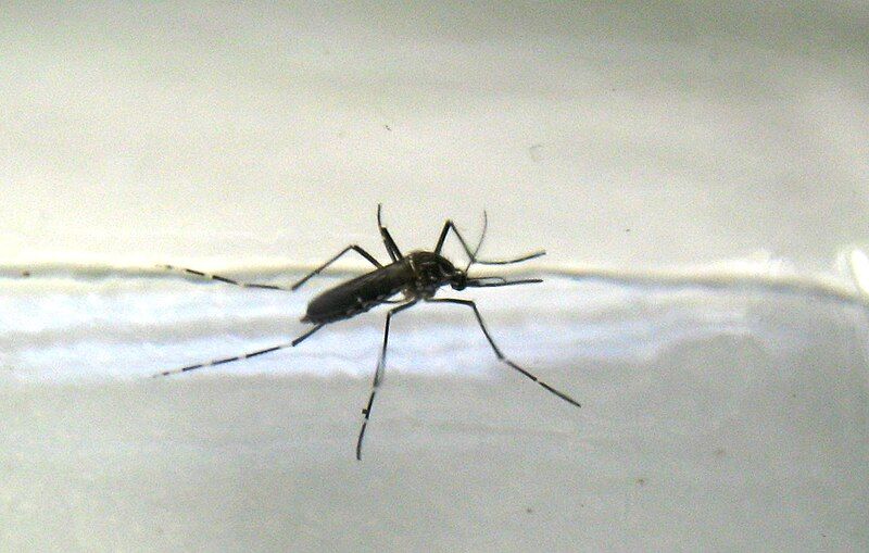 File:Aedes Mosquito.jpg