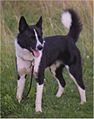 Karelian Beardog