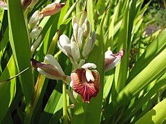 Alpinia calcarata