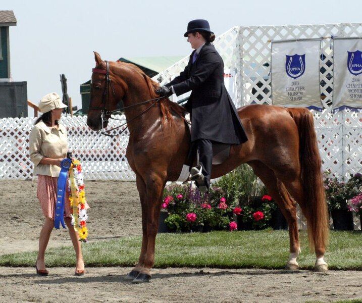 File:American Saddlebred3.jpg