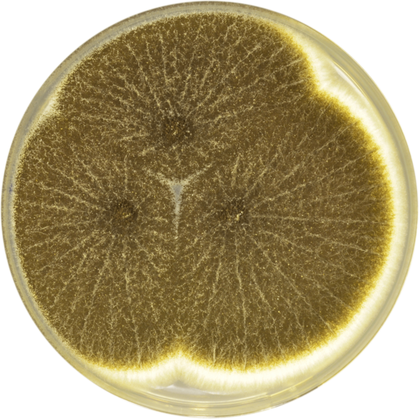 File:Aspergillus neoniger cya.png