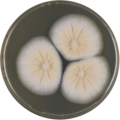 Aspergillus petrakii growing on MEAOX plate