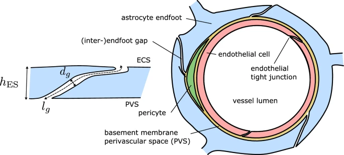 File:Astrocyte endfeet processes.webp