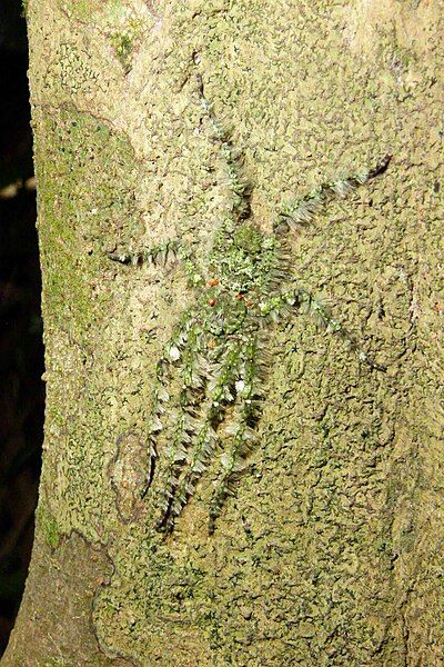 File:Bark spider.jpg