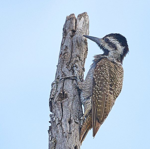 File:BeardedWoodpecker Maasai.jpg