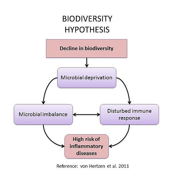 File:Biodiversity hypothesis chart.jpg