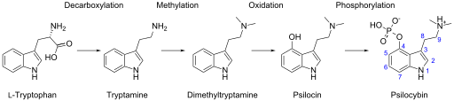 File:Biosynthesis of psilocybin.svg