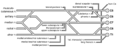 Brachial plexus. Attribution-Share Alike 3.0 Unported licensing, attributed to Juliustang and Mikael Häggström