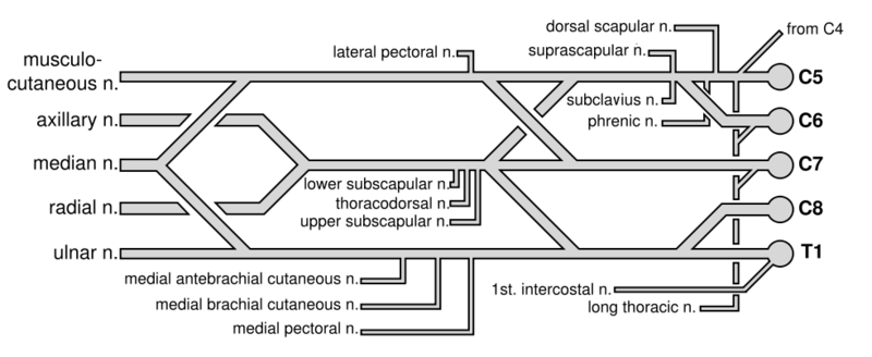 File:Brachial plexus.png